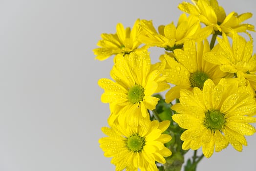 Beautiful fresh yellow chrysanthemum, close-up shot, yellow daisies flowers