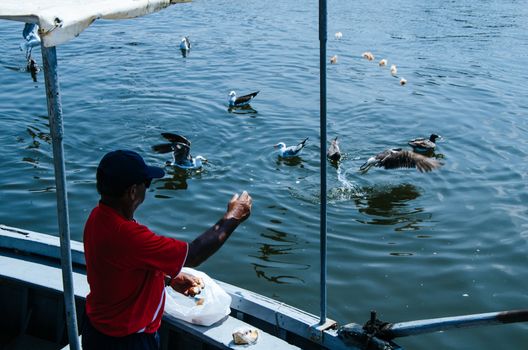 Boatman throwing some food to the seagulls