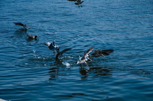 Seagulls playing on the sea of Chorrillos, Lima - Peru