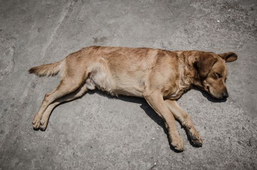 Candy colored dog sleeping on the asphalt