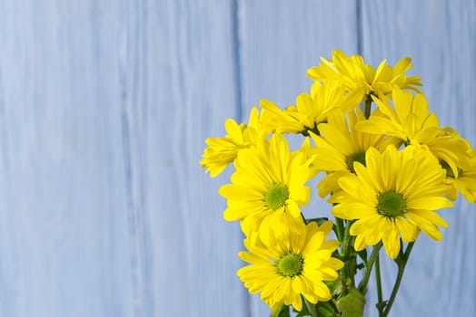 Beautiful fresh yellow chrysanthemum on blue wooden background, close-up shot, yellow daisies flowers