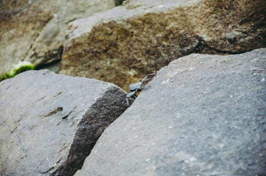 Crab on a rock in the sea