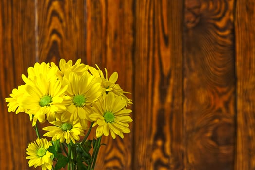 Beautiful fresh yellow chrysanthemum on brown wooden background, close-up shot, yellow daisies flowers