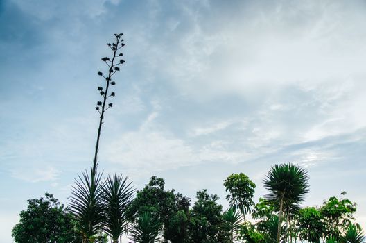 Trees and sky in the pear park in San Isidro, Lima - Peru