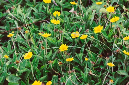 Wildflowers in La Pera park in San Isidro, Lima - Peru