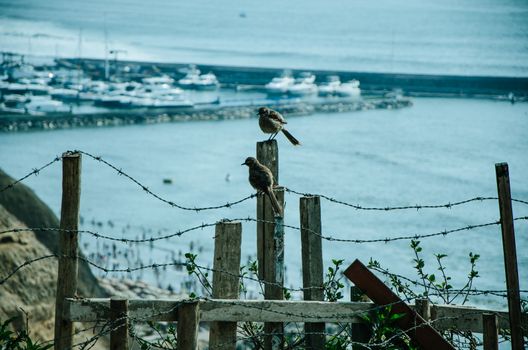 Two birds on a wood facing the sea