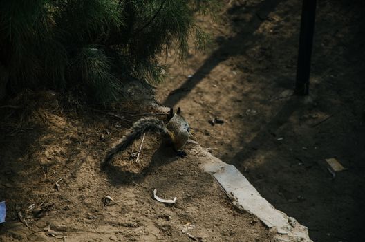 Squirrel running through different parts of the park