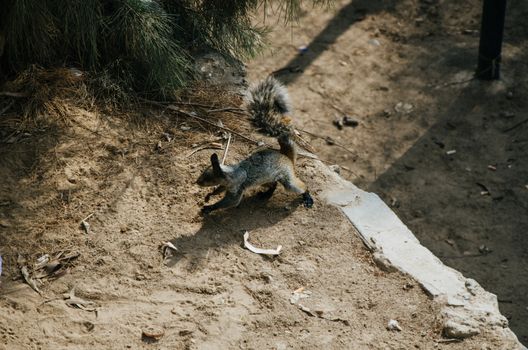 Squirrel running through different parts of the park