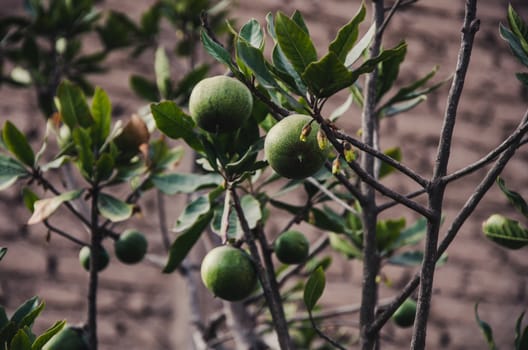 Some branches of a tree with lemons