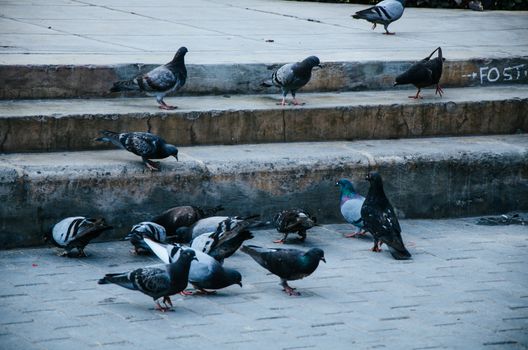 Doves on the pavement of one of the streets of Barranco, Lima - Peru