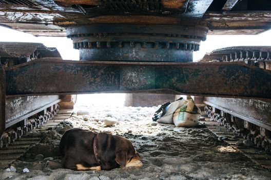 Dog sleeping under a machine