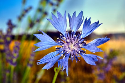 details of a tiny bluebottle flower in the meadow during spring