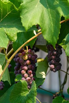 Fascicle red grape growing among the leaves. Vine branch with racemules of red grape