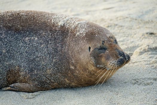 Sea lions and seals napping on a cove under the sun at La Jolla, San Diego, California. The beach is closed from December 15 to May 15 because it has become a favorite breeding ground for seals.