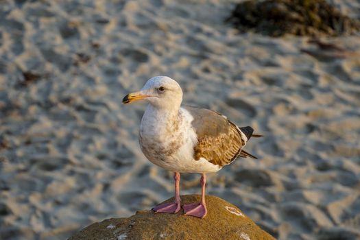 Seagulls on a rock at beach before sunset time. California, San Diego, La Jolla.