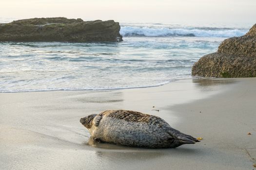 Sea lions and seals napping on a cove under the sun at La Jolla, San Diego, California. The beach is closed from December 15 to May 15 because it has become a favorite breeding ground for seals.