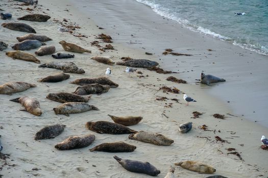 Sea lions and seals napping on a cove under the sun at La Jolla, San Diego, California. The beach is closed from December 15 to May 15 because it has become a favorite breeding ground for seals.