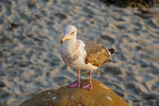 Seagulls on a rock at beach before sunset time. California, San Diego, La Jolla.