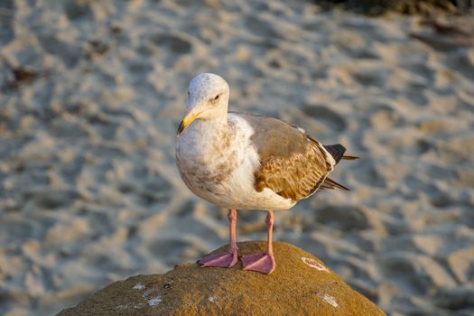 Seagulls on a rock at beach before sunset time. California, San Diego, La Jolla.