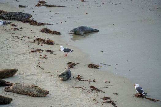 Sea lions and seals napping on a cove under the sun at La Jolla, San Diego, California. The beach is closed from December 15 to May 15 because it has become a favorite breeding ground for seals.