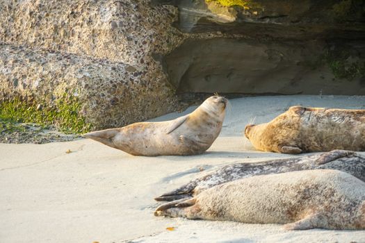 Sea lions and seals napping on a cove under the sun at La Jolla, San Diego, California. The beach is closed from December 15 to May 15 because it has become a favorite breeding ground for seals.