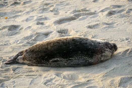 Sea lions and seals napping on a cove under the sun at La Jolla, San Diego, California. The beach is closed from December 15 to May 15 because it has become a favorite breeding ground for seals.