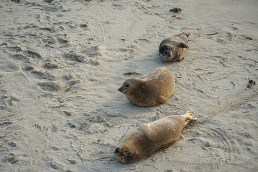 Sea lions and seals napping on a cove under the sun at La Jolla, San Diego, California. The beach is closed from December 15 to May 15 because it has become a favorite breeding ground for seals.