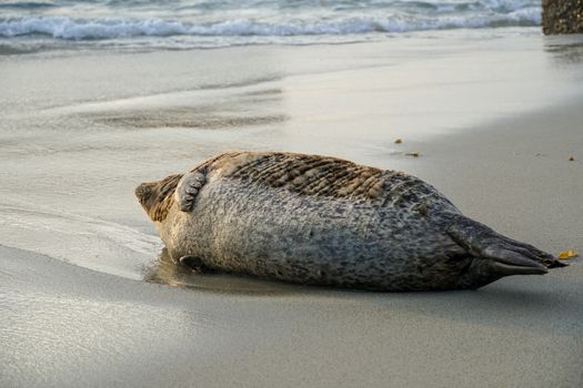 Sea lions and seals napping on a cove under the sun at La Jolla, San Diego, California. The beach is closed from December 15 to May 15 because it has become a favorite breeding ground for seals.