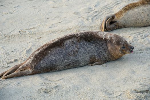 Sea lions and seals napping on a cove under the sun at La Jolla, San Diego, California. The beach is closed from December 15 to May 15 because it has become a favorite breeding ground for seals.