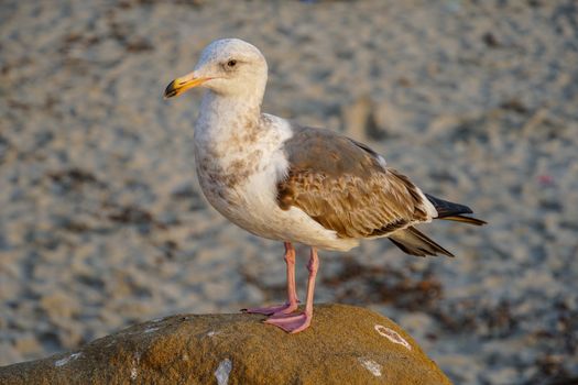 Seagulls on a rock at beach before sunset time. California, San Diego, La Jolla.