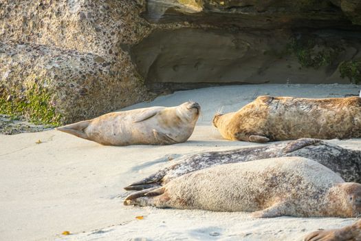 Sea lions and seals napping on a cove under the sun at La Jolla, San Diego, California. The beach is closed from December 15 to May 15 because it has become a favorite breeding ground for seals.