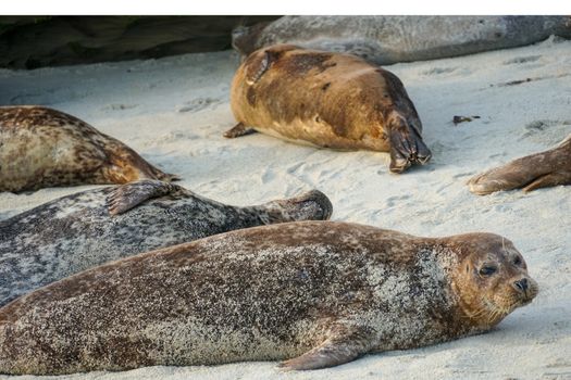 Sea lions and seals napping on a cove under the sun at La Jolla, San Diego, California. The beach is closed from December 15 to May 15 because it has become a favorite breeding ground for seals.