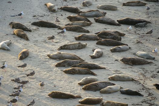 Sea lions and seals napping on a cove under the sun at La Jolla, San Diego, California. The beach is closed from December 15 to May 15 because it has become a favorite breeding ground for seals.