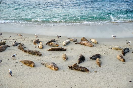 Sea lions and seals napping on a cove under the sun at La Jolla, San Diego, California. The beach is closed from December 15 to May 15 because it has become a favorite breeding ground for seals.