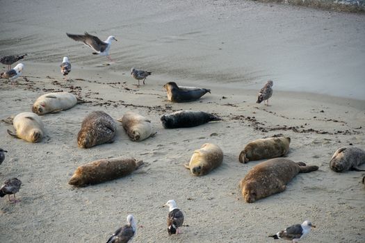 Sea lions and seals napping on a cove under the sun at La Jolla, San Diego, California. The beach is closed from December 15 to May 15 because it has become a favorite breeding ground for seals.