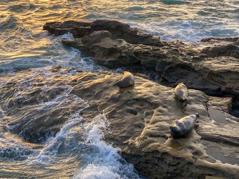 Sea lions and seals napping on a rock under the sun at La Jolla, San Diego, California. The beach is closed from December 15 to May 15 because it has become a favorite breeding ground for seals.