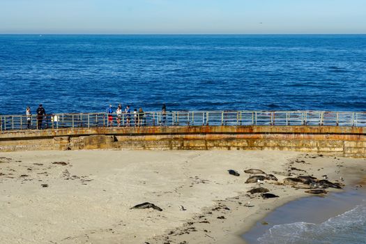 Sea lions and seals napping on a cove under the sun at La Jolla, San Diego, California. The beach is closed from December 15 to May 15 because it has become a favorite breeding ground for seals.