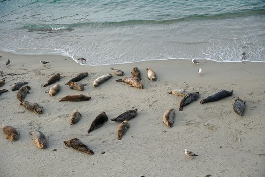 Sea lions and seals napping on a cove under the sun at La Jolla, San Diego, California. The beach is closed from December 15 to May 15 because it has become a favorite breeding ground for seals.