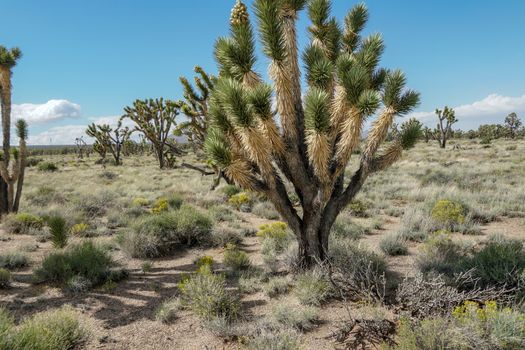 Joshua Tree National Park. American desert national park in southeastern California. Yucca brevifolia, Joshua Tree is a plant species belonging to the genus Yucca.