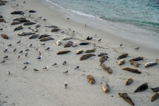 Sea lions and seals napping on a cove under the sun at La Jolla, San Diego, California. The beach is closed from December 15 to May 15 because it has become a favorite breeding ground for seals.