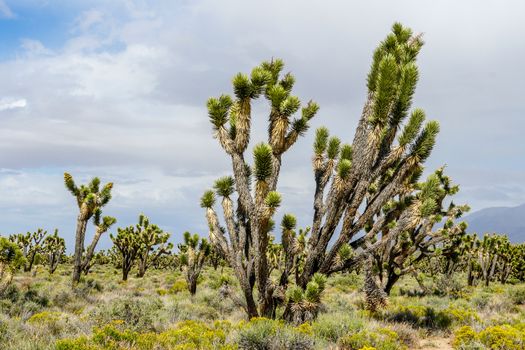 Joshua Tree National Park. American desert national park in southeastern California. Yucca brevifolia, Joshua Tree is a plant species belonging to the genus Yucca.