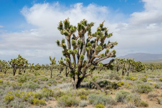 Joshua Tree National Park. American desert national park in southeastern California. Yucca brevifolia, Joshua Tree is a plant species belonging to the genus Yucca.