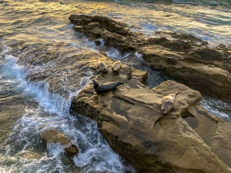 Sea lions and seals napping on a rock under the sun at La Jolla, San Diego, California. The beach is closed from December 15 to May 15 because it has become a favorite breeding ground for seals.