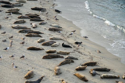 Sea lions and seals napping on a cove under the sun at La Jolla, San Diego, California. The beach is closed from December 15 to May 15 because it has become a favorite breeding ground for seals.