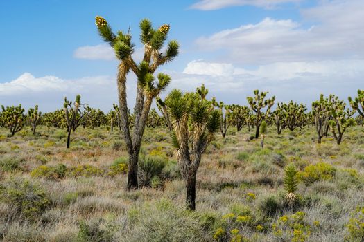 Joshua Tree National Park. American desert national park in southeastern California. Yucca brevifolia, Joshua Tree is a plant species belonging to the genus Yucca.