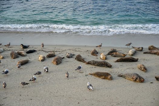 Sea lions and seals napping on a cove under the sun at La Jolla, San Diego, California. The beach is closed from December 15 to May 15 because it has become a favorite breeding ground for seals.