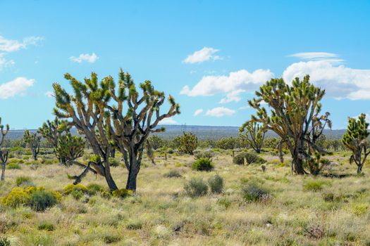 Joshua Tree National Park. American desert national park in southeastern California. Yucca brevifolia, Joshua Tree is a plant species belonging to the genus Yucca.