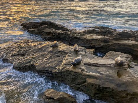 Sea lions and seals napping on a rock under the sun at La Jolla, San Diego, California. The beach is closed from December 15 to May 15 because it has become a favorite breeding ground for seals.
