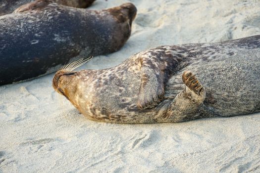 Sea lions and seals napping on a cove under the sun at La Jolla, San Diego, California. The beach is closed from December 15 to May 15 because it has become a favorite breeding ground for seals.