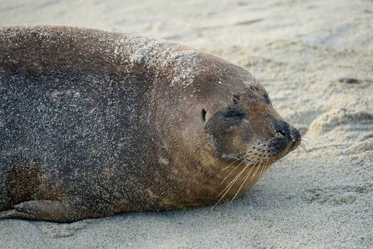 Sea lions and seals napping on a cove under the sun at La Jolla, San Diego, California. The beach is closed from December 15 to May 15 because it has become a favorite breeding ground for seals.